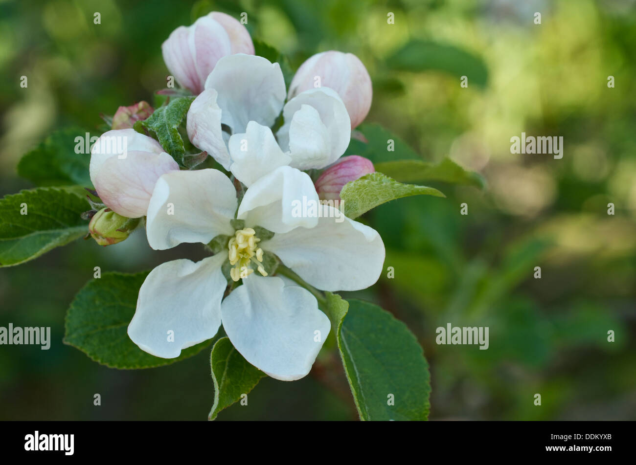 Apple blossom flowers and buds showing details of flower parts Stock Photo