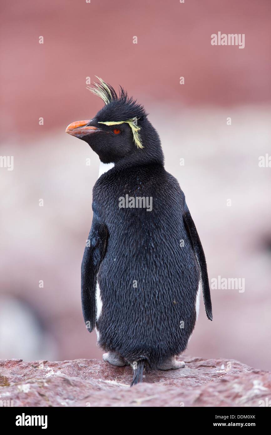 Pinguino De Penacho Amarillo Hi res Stock Photography And Images Alamy pinguino-de-penacho-amarillo-hi-res-stock-photography-and-images-alamy