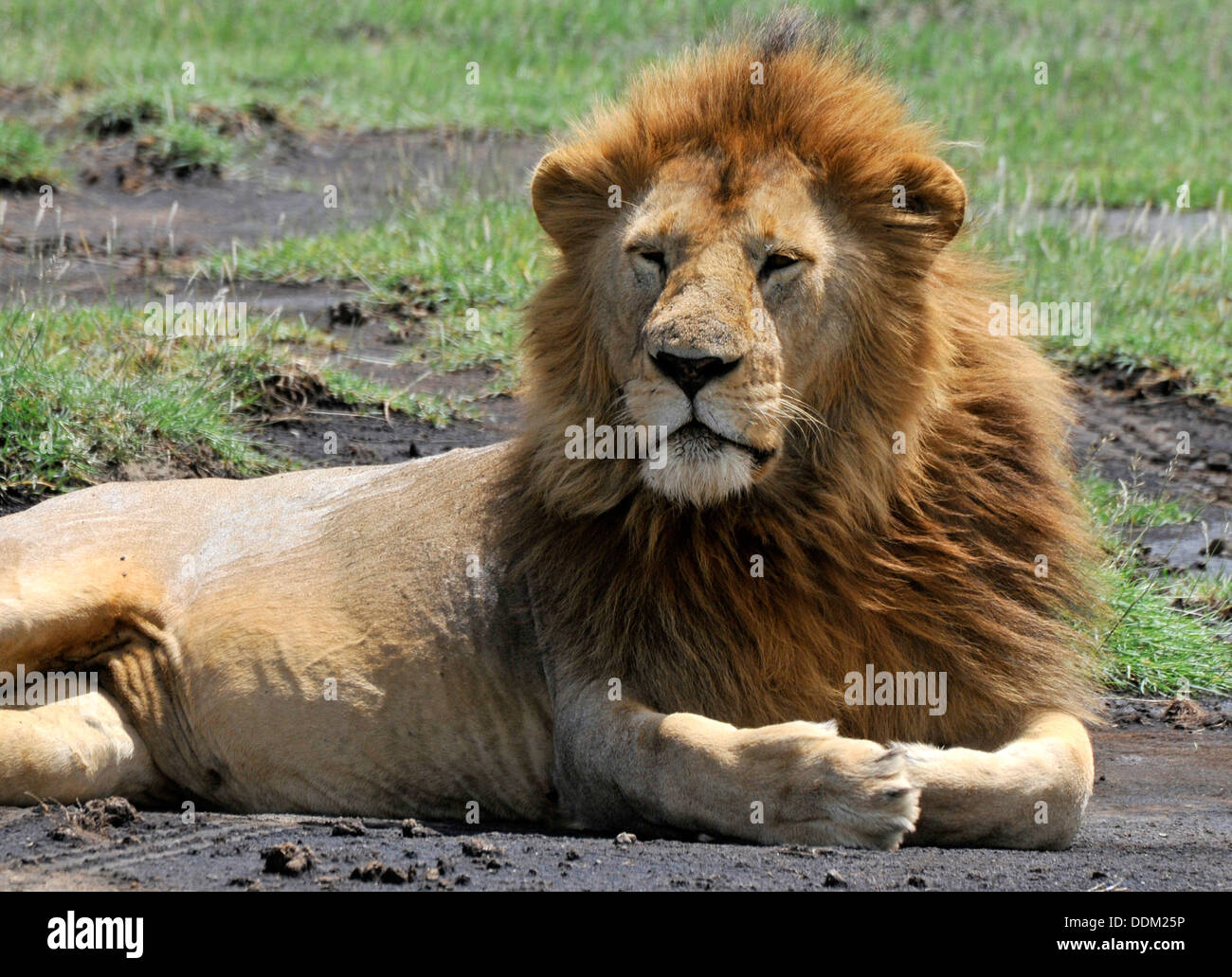 Alpha male lion, king of the Savanna Tanzania Collection Stock Photo