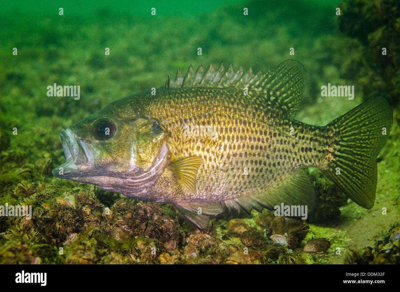 Rock Bass freshwater fish with zebra mussels in background Stock Photo Alamy