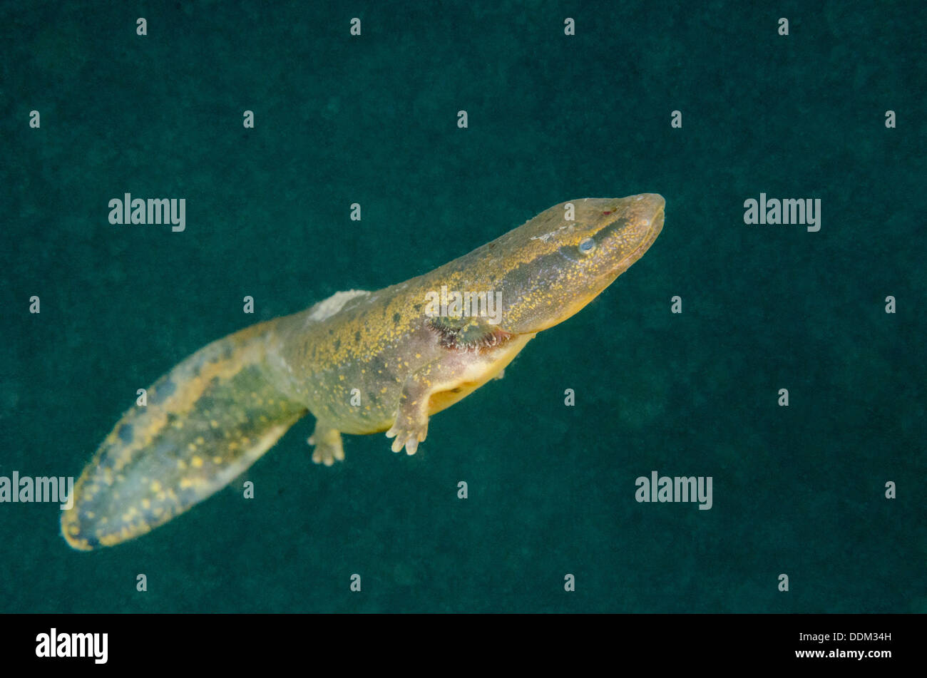 A Mudpuppy swims to the surface for air. Stock Photo