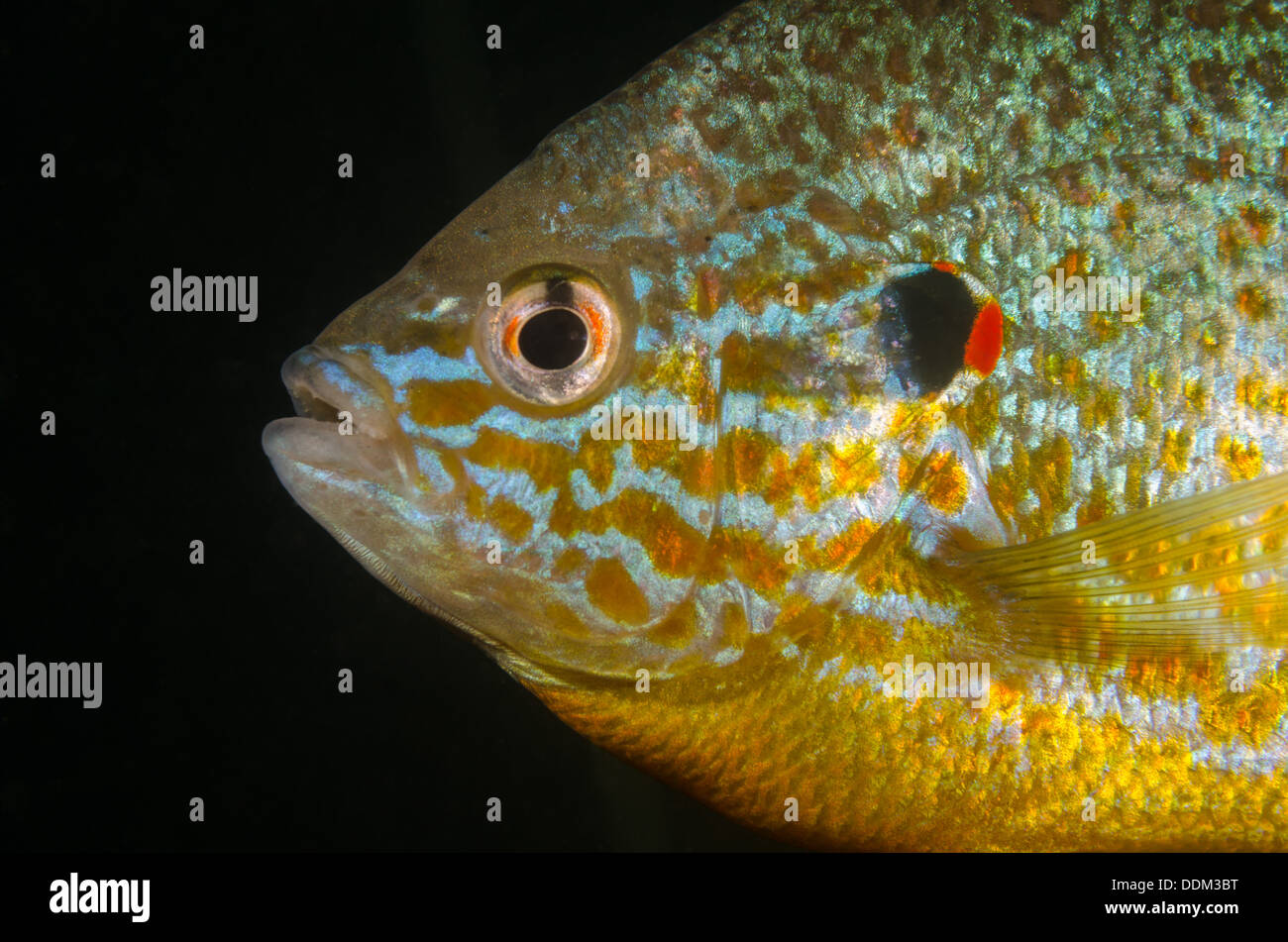 Lepomis gibbosus or Pumpkinseed Sunfish is one of the more colourful ...