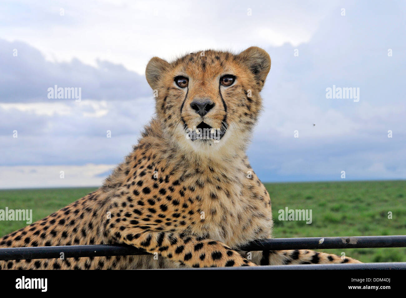 Closeup of wild cheetah on roof of safari vehicle. Tanzania Collection Stock Photo