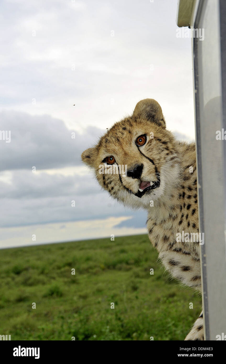 Cheetah on safari vehicle Tanzania Collection Stock Photo