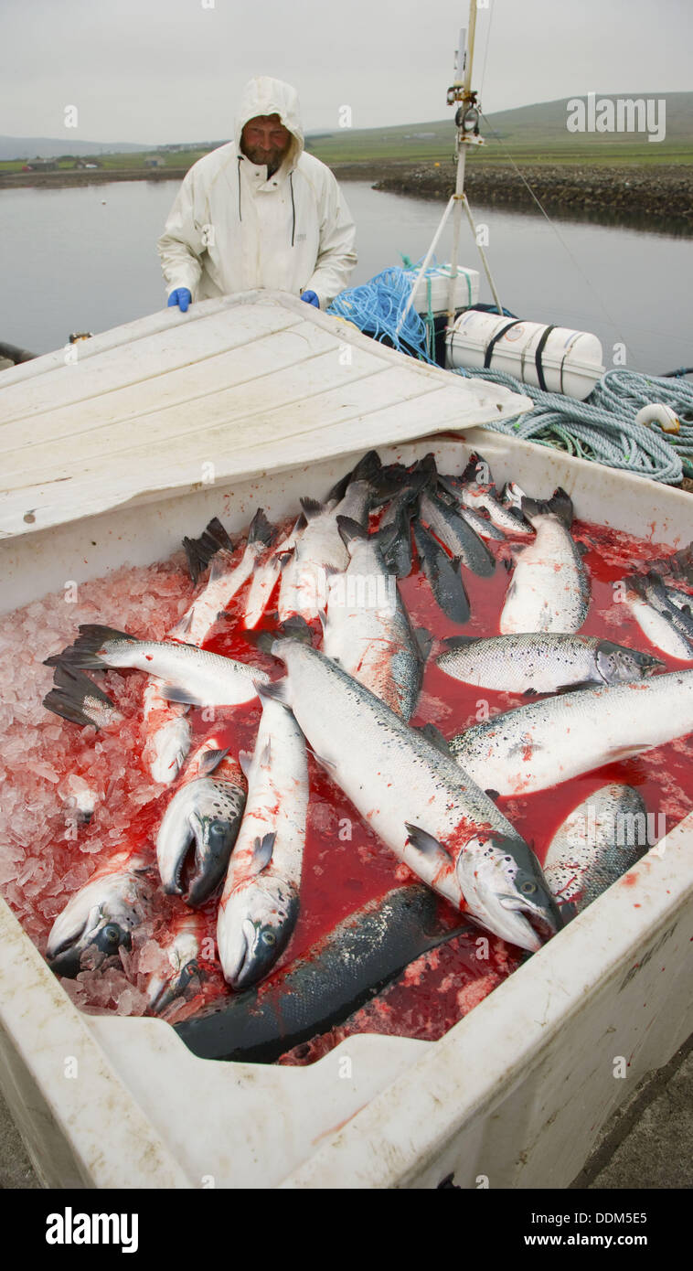 Norwegian Salmon cultivation, Unst Island. Shetland Islands, Scotland