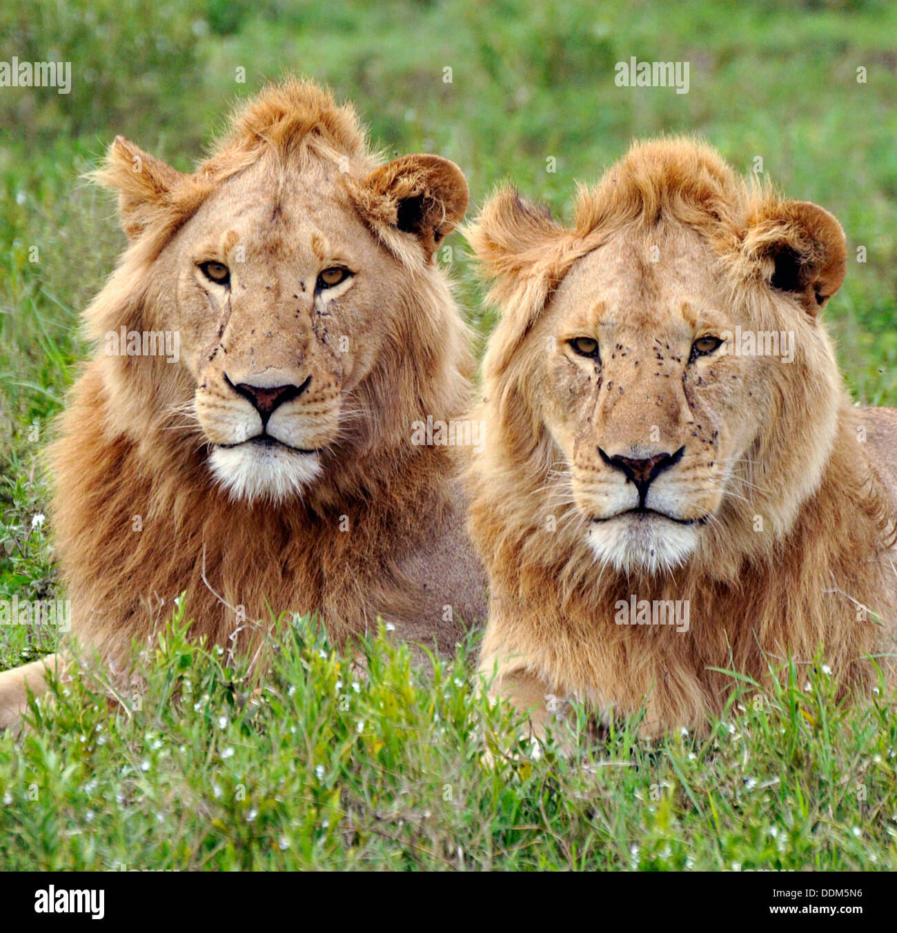 Male lions relaxing. Tanzania Collection Stock Photo