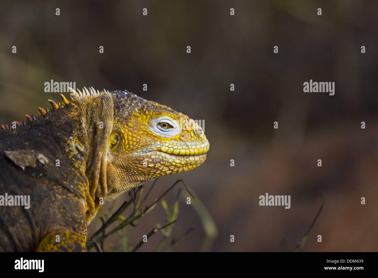 Iguana terrestre, Stock Photo