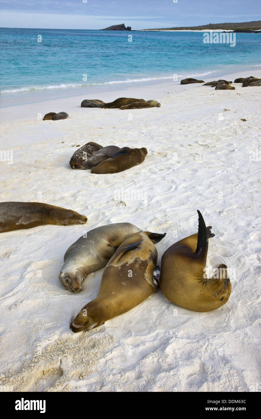 Fur seals, Hood Island, Galapagos Islands, Ecuador Stock Photo Alamy