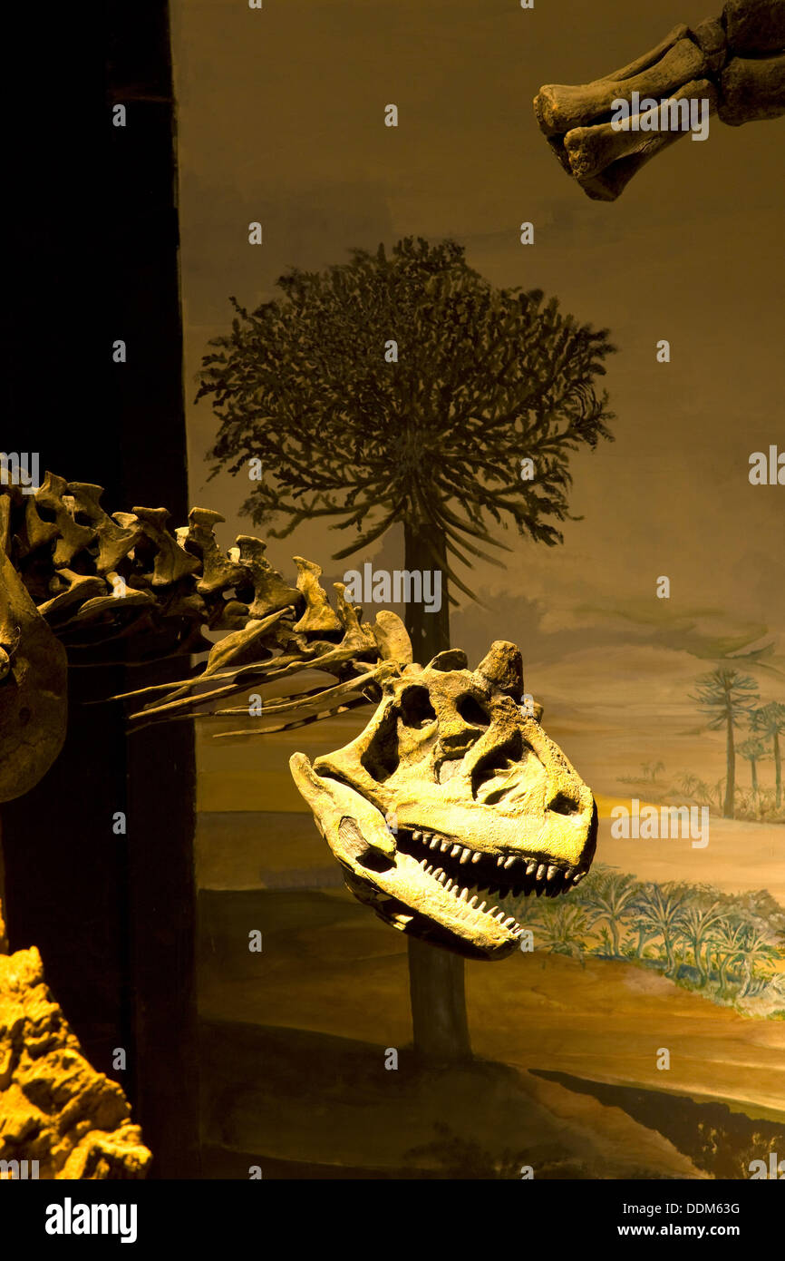 Egidio Feruglio Museum of Paleontology, Trelew, Patagonia, Argentina Stock Photo
