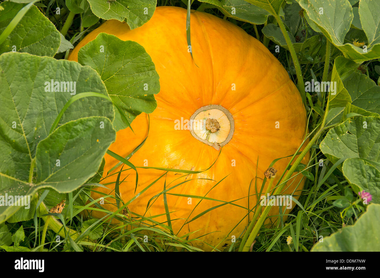 Pumpkin in the garden Stock Photo - Alamy