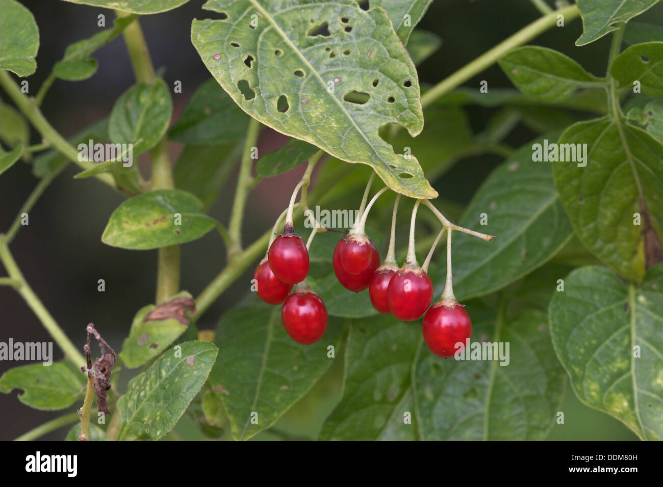 Bittersusser nachtschatten solanum dulcamara hires stock photography