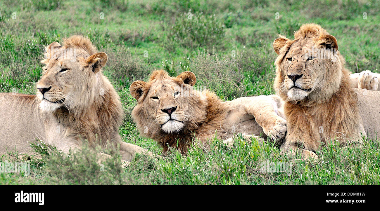 Three resting lions hi-res stock photography and images - Alamy