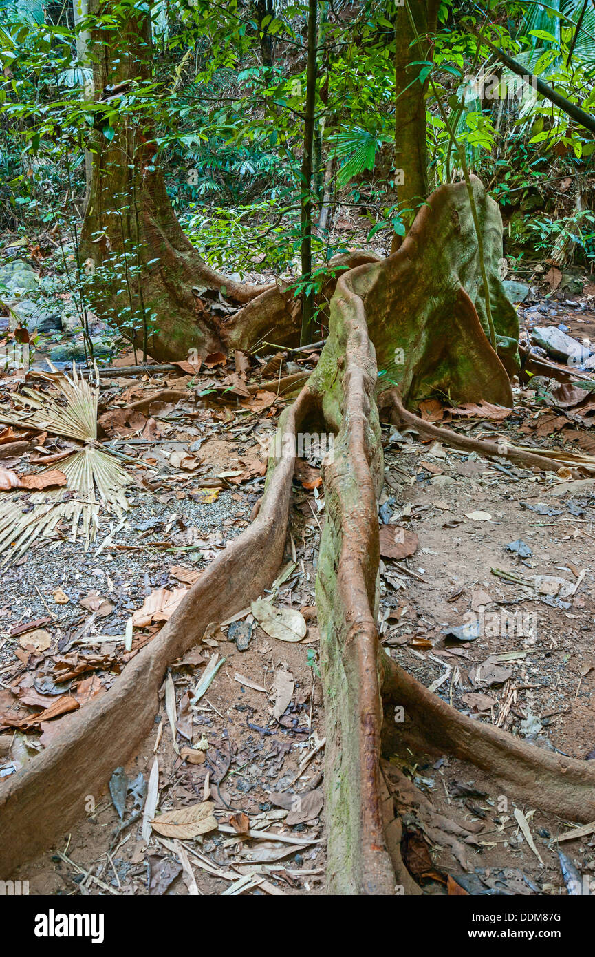 tropical jungles of South East Asia Stock Photo