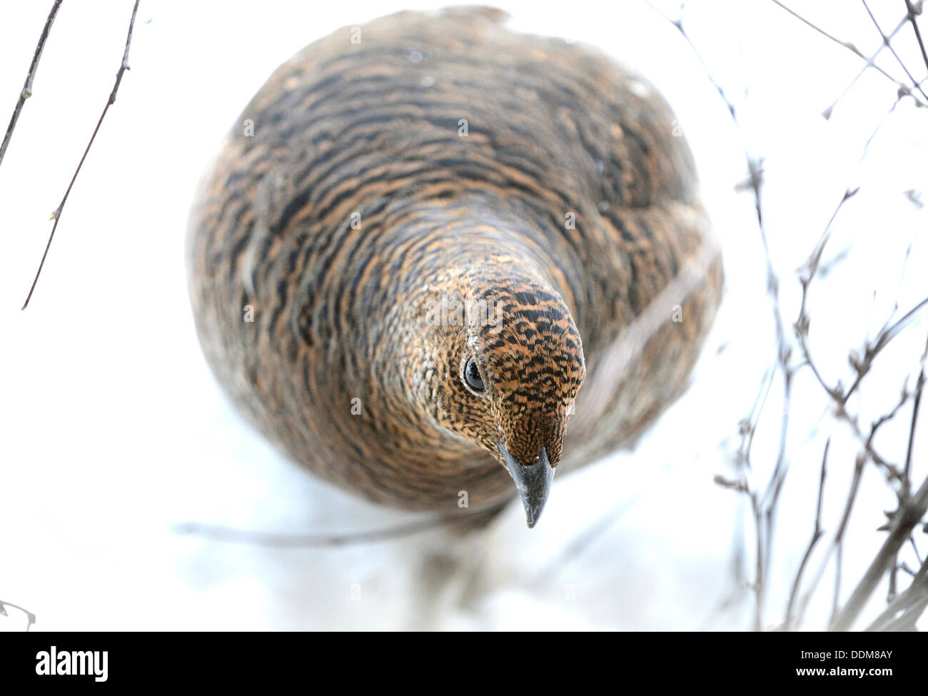 Grouse Stock Photo