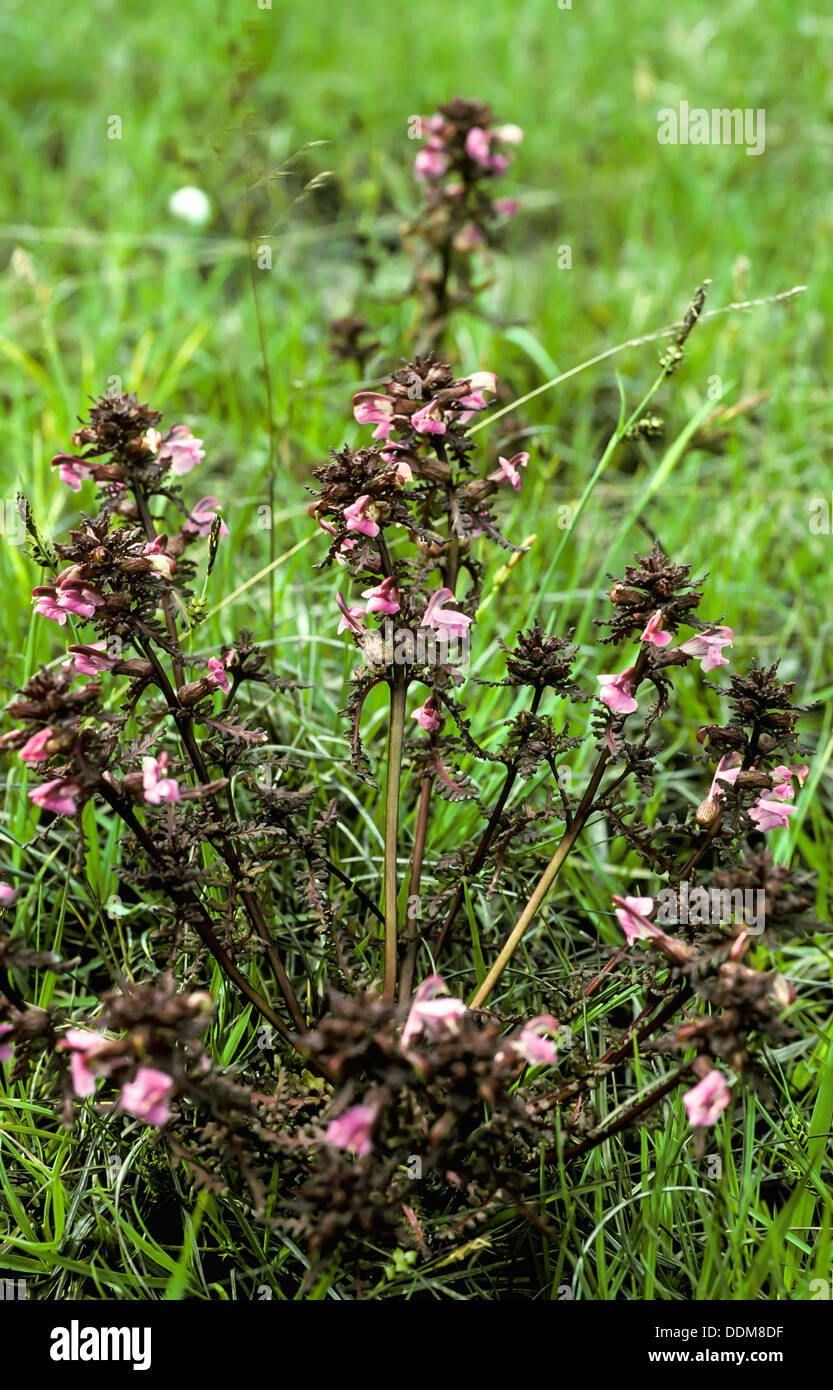 Marsh Lousewort (Pedicularis palustris) flowers and redish leaves Stock Photo