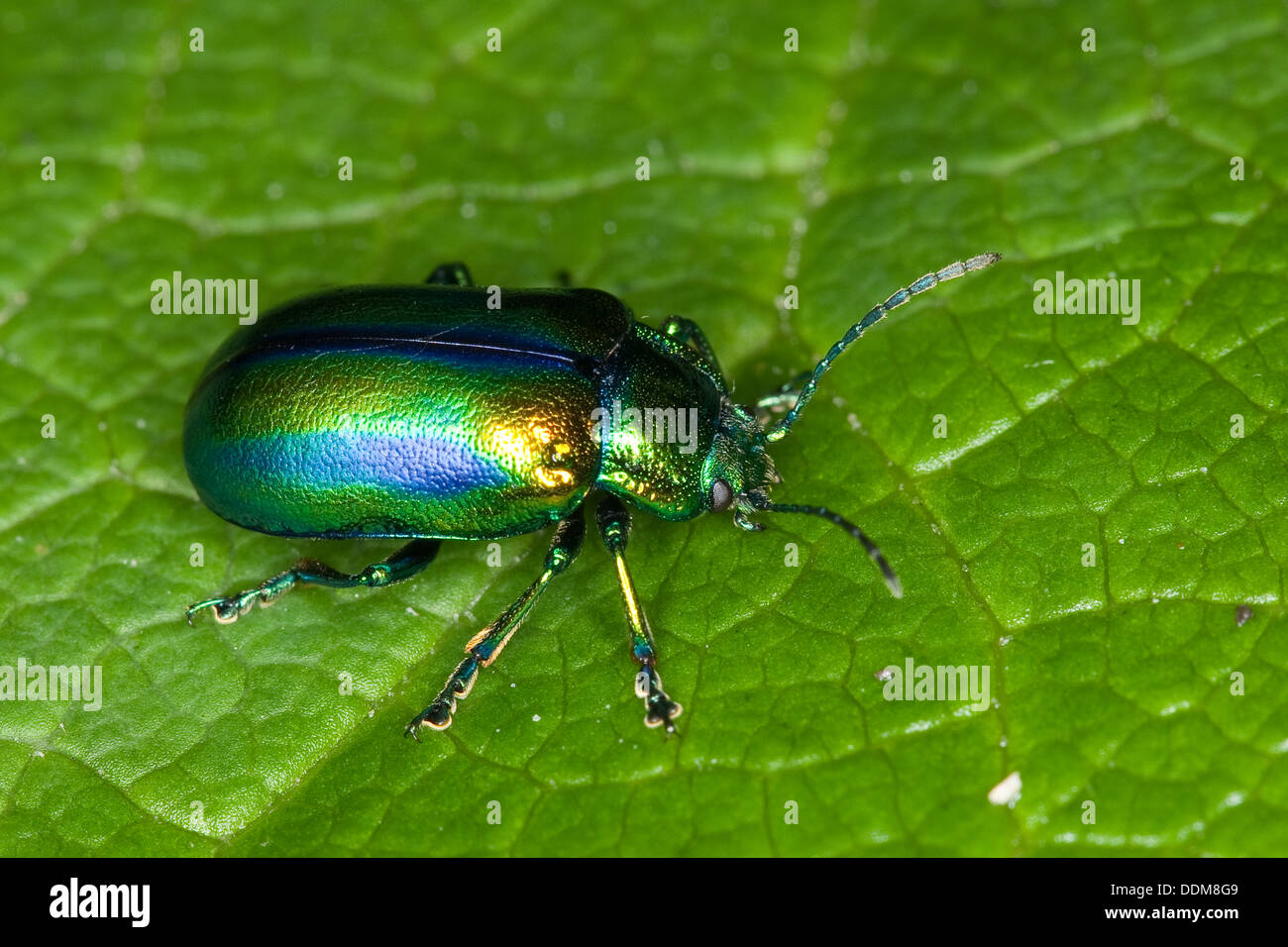 Blattkäfer, Oreina spec., Leafbeetle, Chrysomelidae, Leafbeetles, leaf beetles, Chrysomelidae Stock Photo