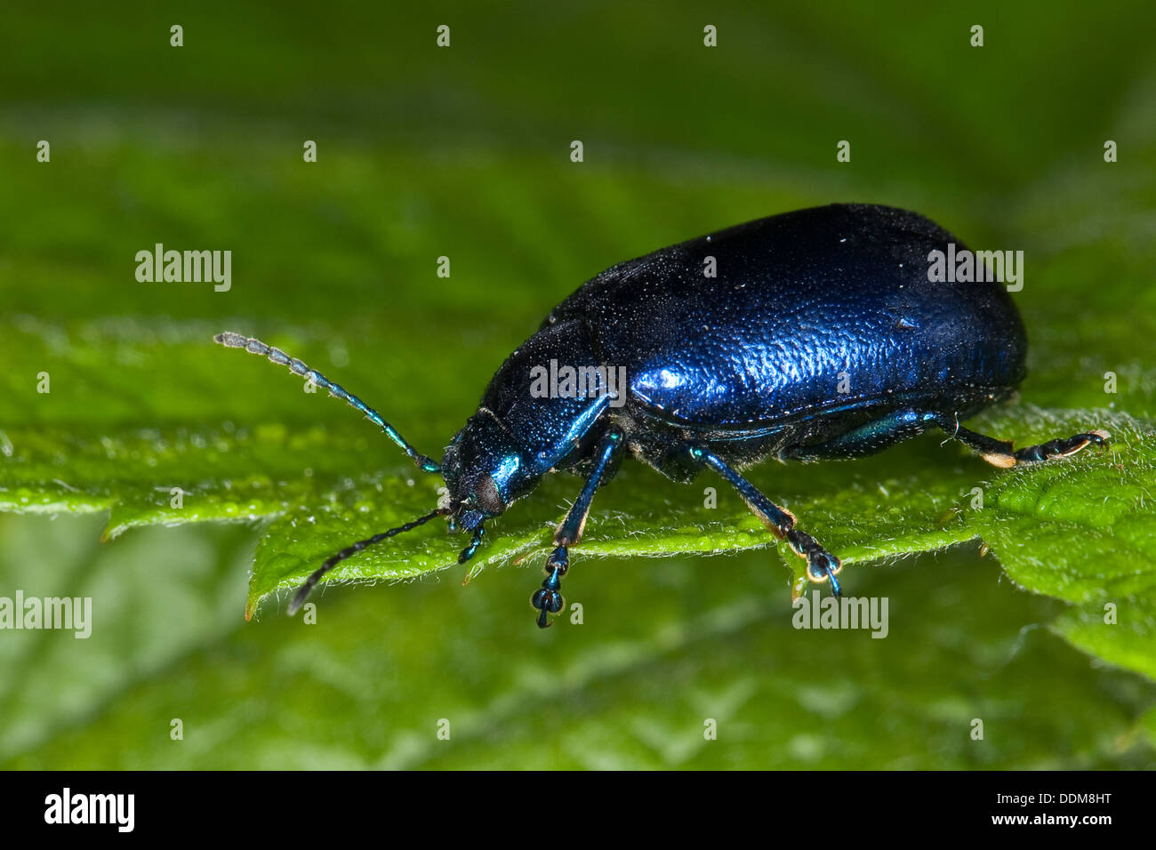 Leaf beetle, Leaf-beetle, Blattkäfer, Pestwurz-Blattkäfer, Oreina cacaliae oder Oreina speciosissima, Chrysochloa cacaliae Stock Photo