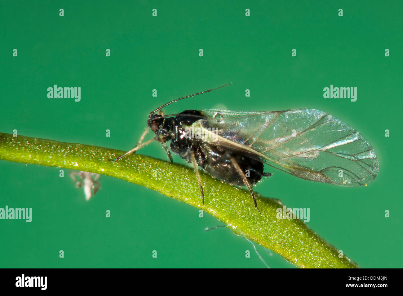 blackfly, black bean aphid, beet leaf aphid, Blattlaus, Blattläuse, Schwarze Bohnenlaus, Schwarze Bohnenblattlaus, Aphis fabae Stock Photo