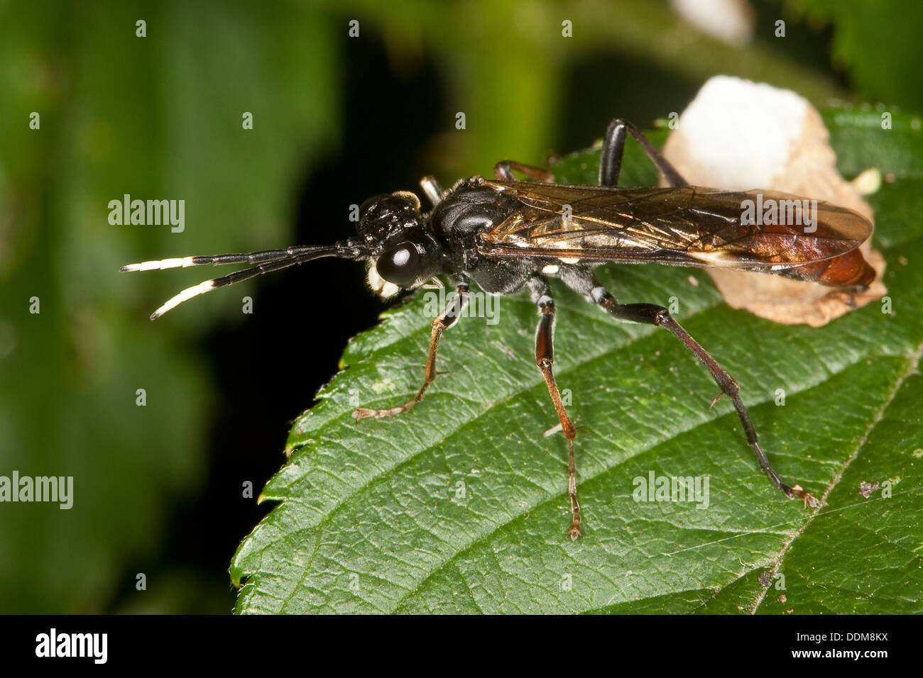 sawfly, saw-fly, male, Blattwespe, Männchen, Tenthredo cf. colon, Tenthredella cf. colon Stock Photo