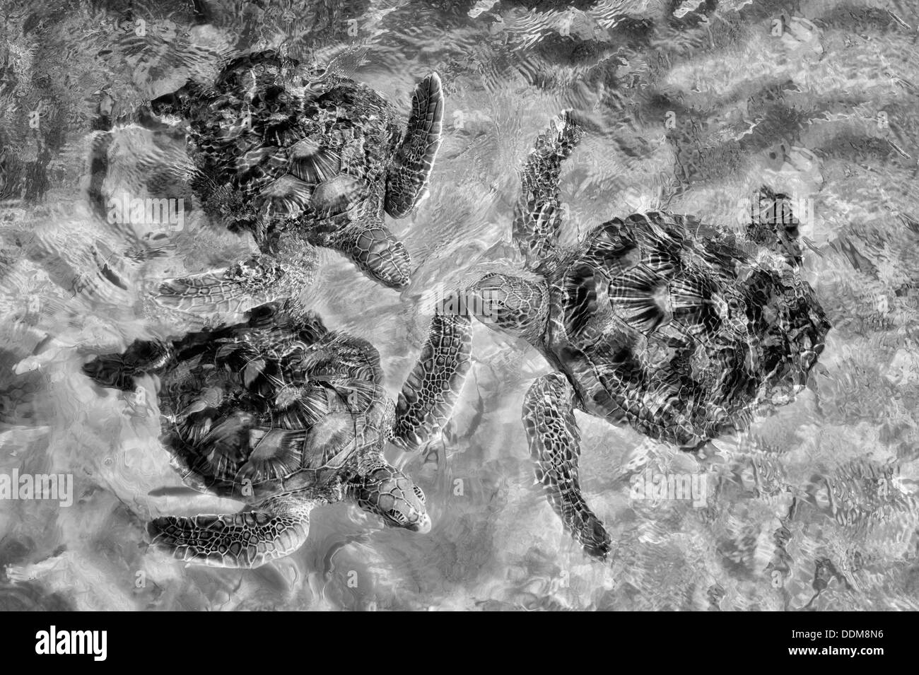 Green Sea Turtles. Bora Bora. French Polynesia. Stock Photo