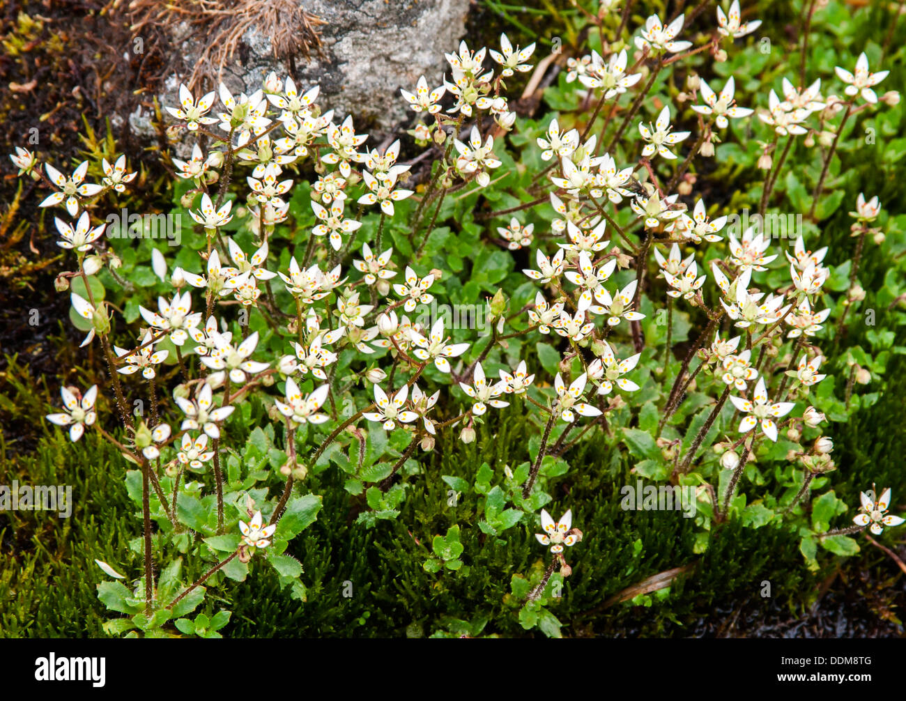 Starry saxifrage (Saxifraga stellaris) flowers Stock Photo