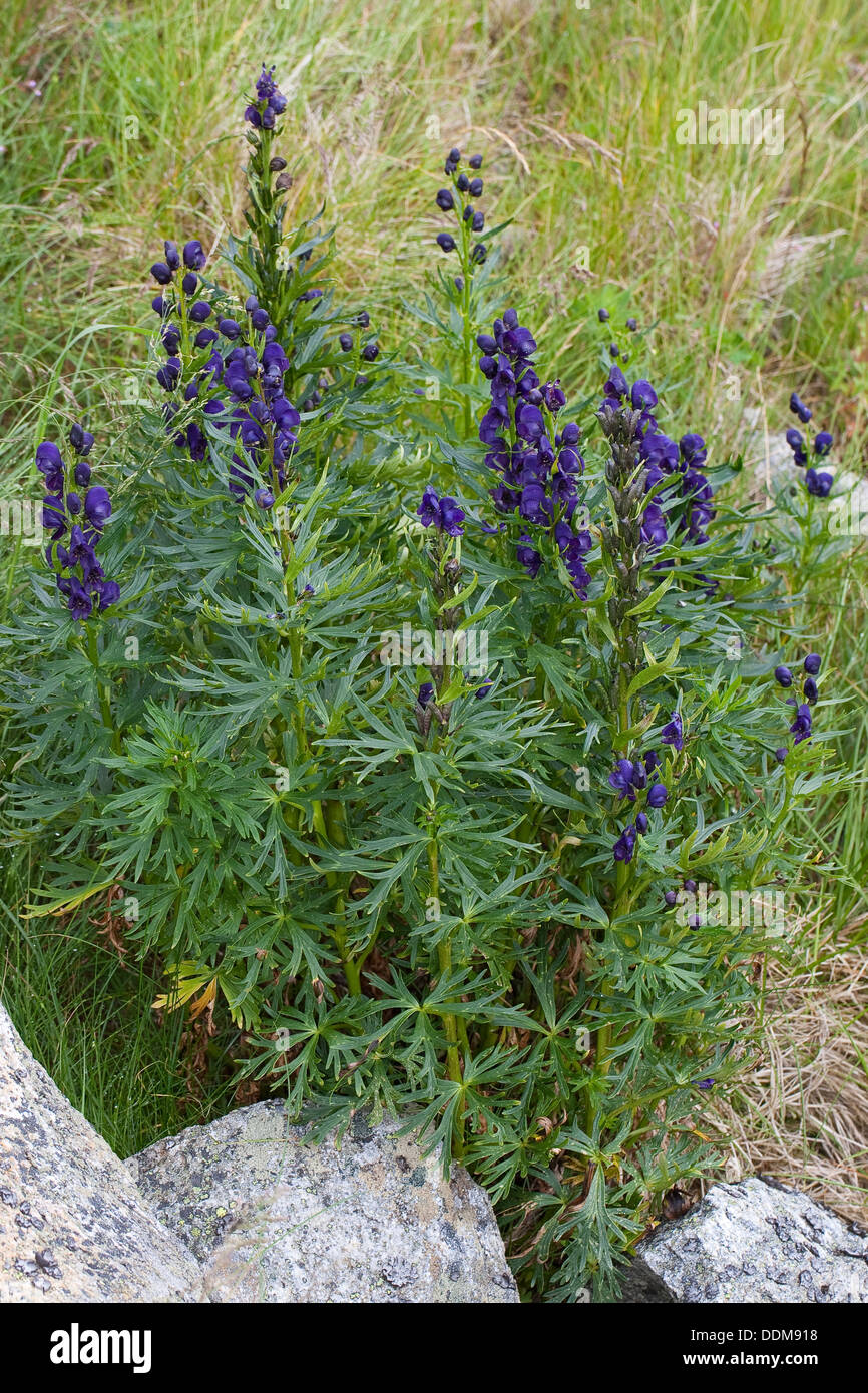 Friar´s Cap, Garden Monkshood, Blauer Eisenhut, Wolfshut, Aconitum napellus Stock Photo