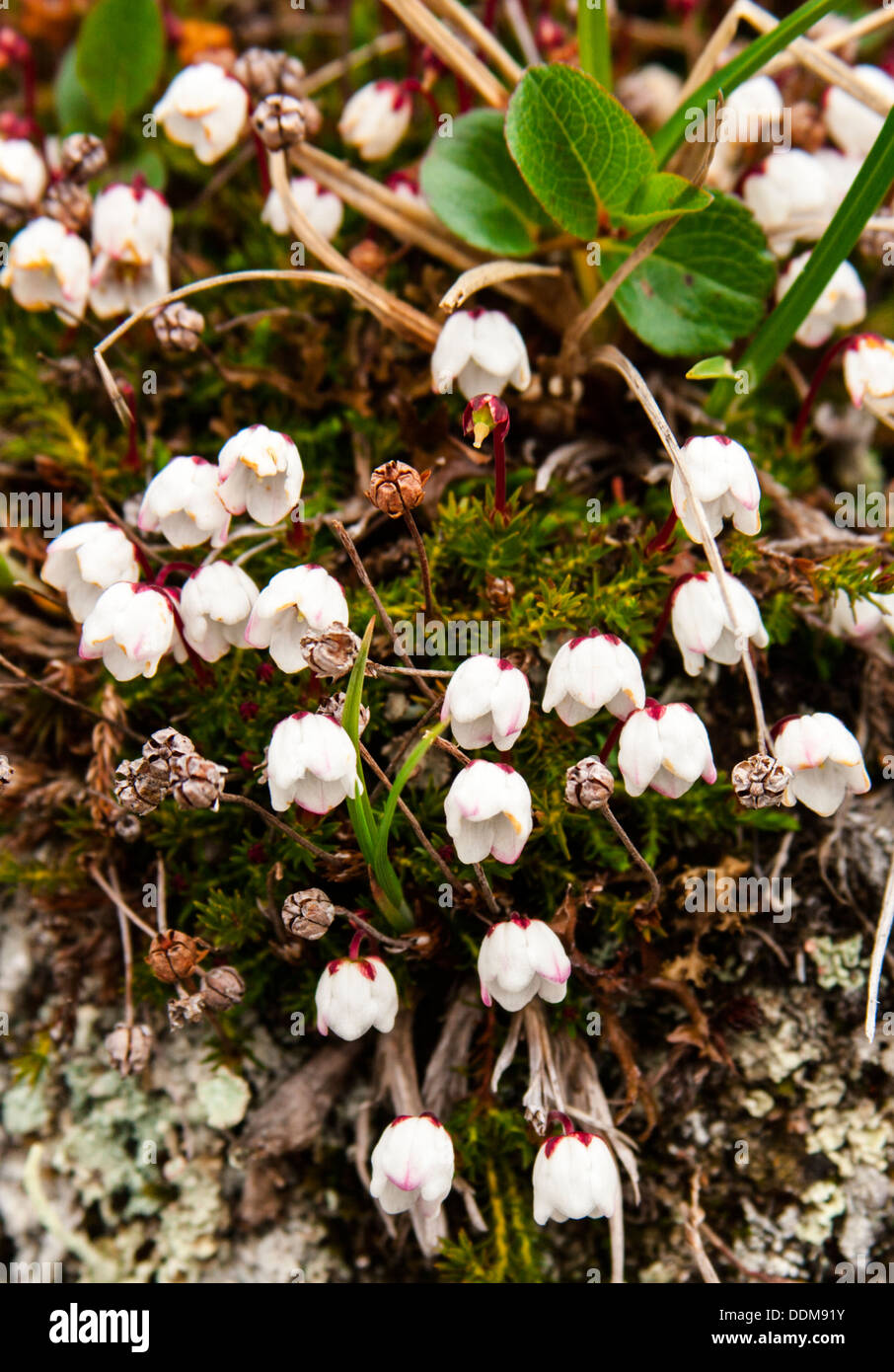 Moss bell heather (Cassiope hypnoides) white flowers Stock Photo