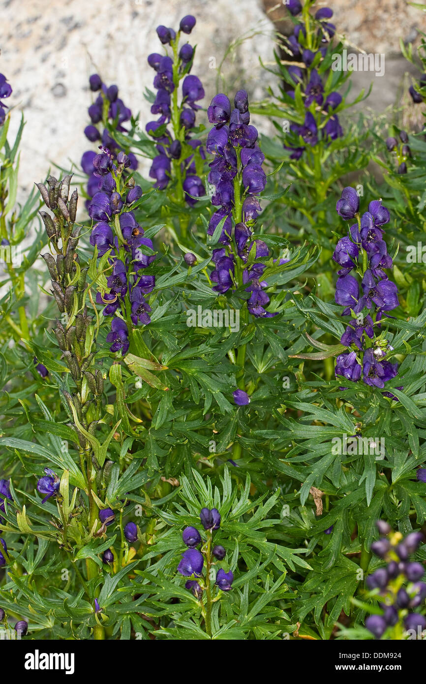 Friar´s Cap, Garden Monkshood, Blauer Eisenhut, Wolfshut, Aconitum napellus Stock Photo
