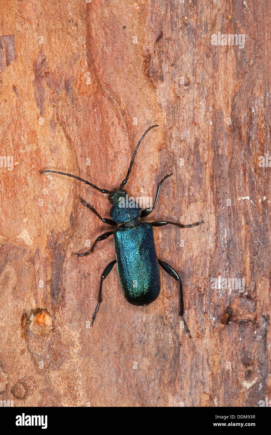 Violet tanbark beetle, Callidium violaceum, Blauvioletter Scheibenbock