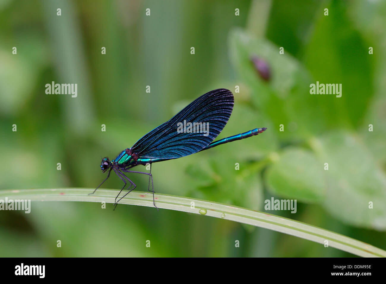 bluewing, demoiselle agrion, Beautiful Demoiselle, male, Blauflügel-Prachtlibelle, Blauflügelprachtlibelle, Calopteryx virgo Stock Photo
