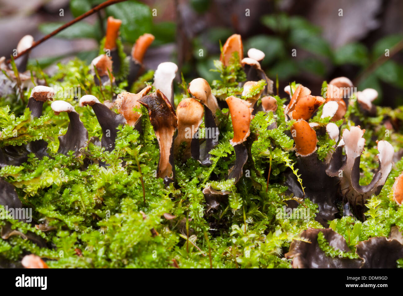 Membrane Dog Lichen (Peltigera membranacea) among some mosses Stock Photo
