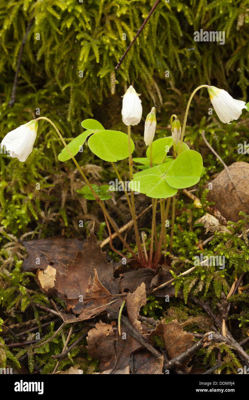 Common wood sorrel (Oxalis acetosella) flowering on mossy forest floor Stock Photo