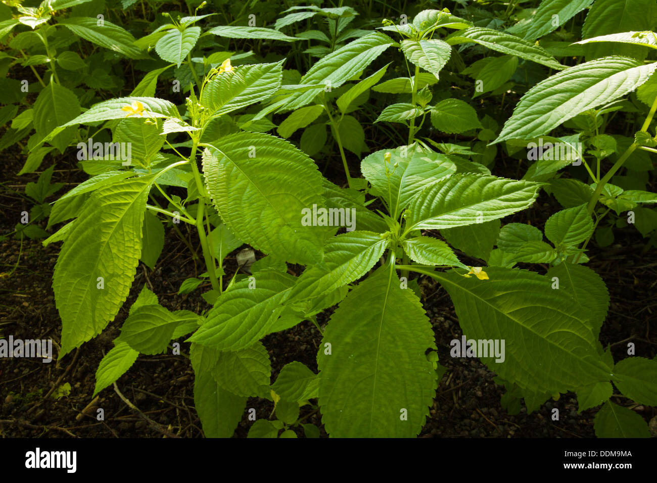 Small balsam (Impatiens parviflora) delicate flowers and leaves Stock Photo