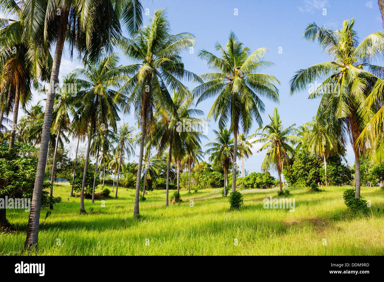 Jungle thickets tropical palm hi-res stock photography and images - Alamy