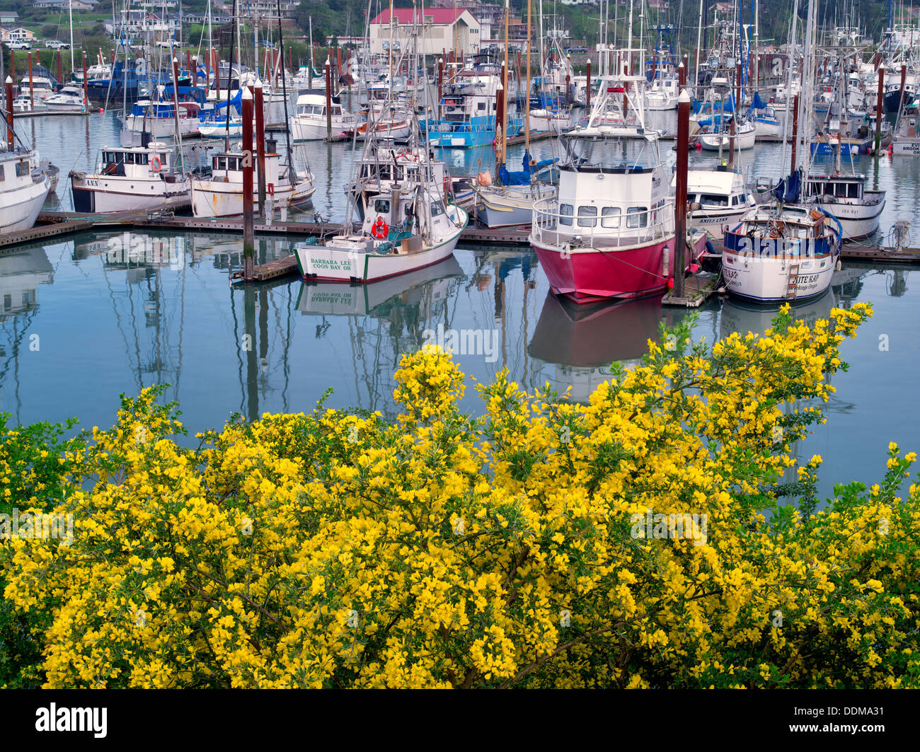 Fishing boats and flowering gorse. Brookings Harbor, Brookings, Oregon. Stock Photo