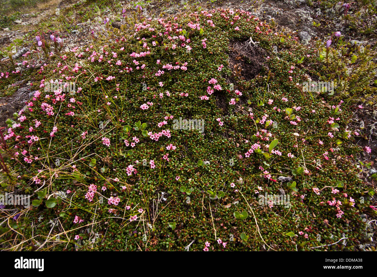 Alpine azalea (Loiseleuria procumbens) tussock of flowers and leaves Stock Photo