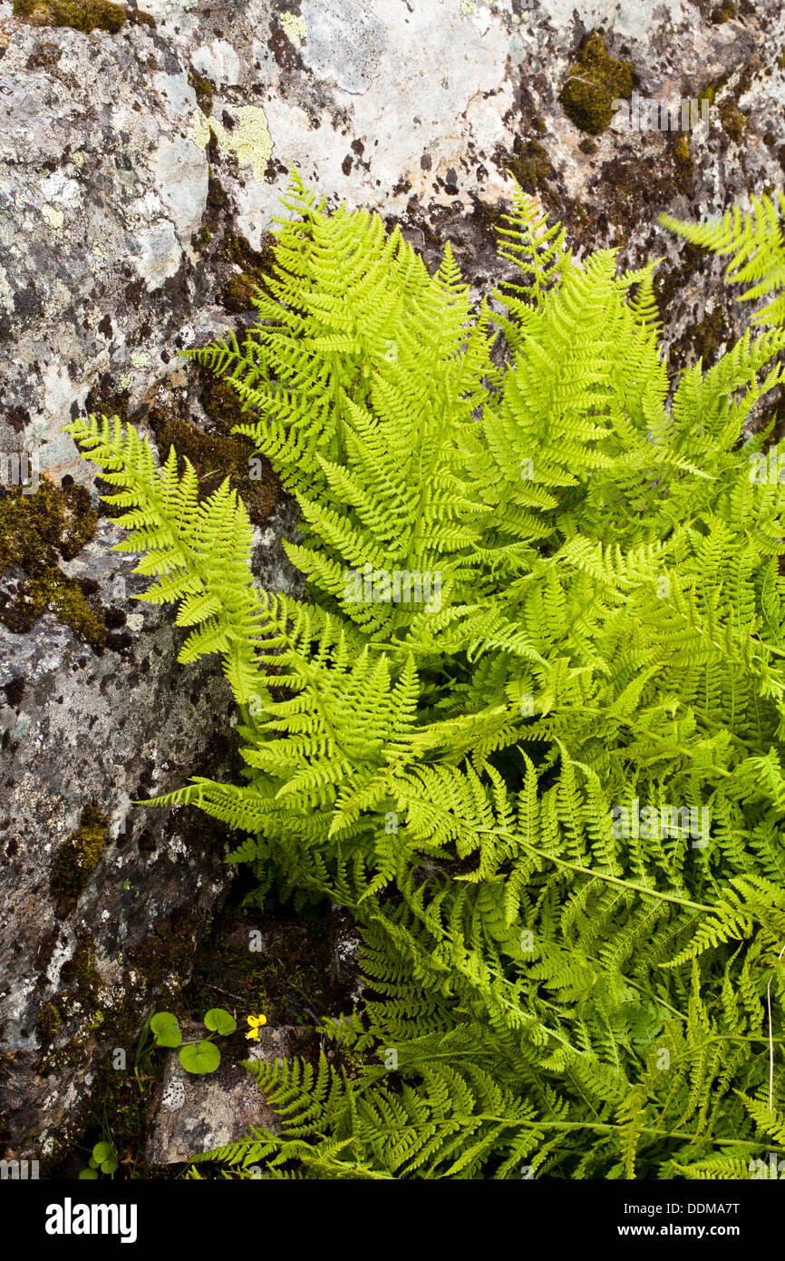 Alpine Lady-fern (Athyrium distentifolium) growth Stock Photo