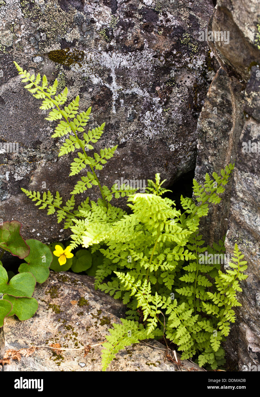 Common  fragile fern (Cystopteris fragilis) leaves with twoflower violet Stock Photo