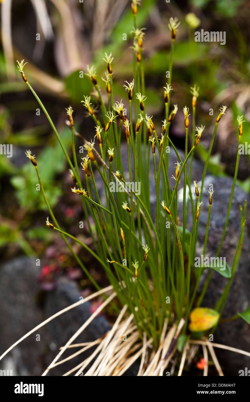 Alpine bulrush (Trichophorum alpinum) stems and flowers Stock Photo