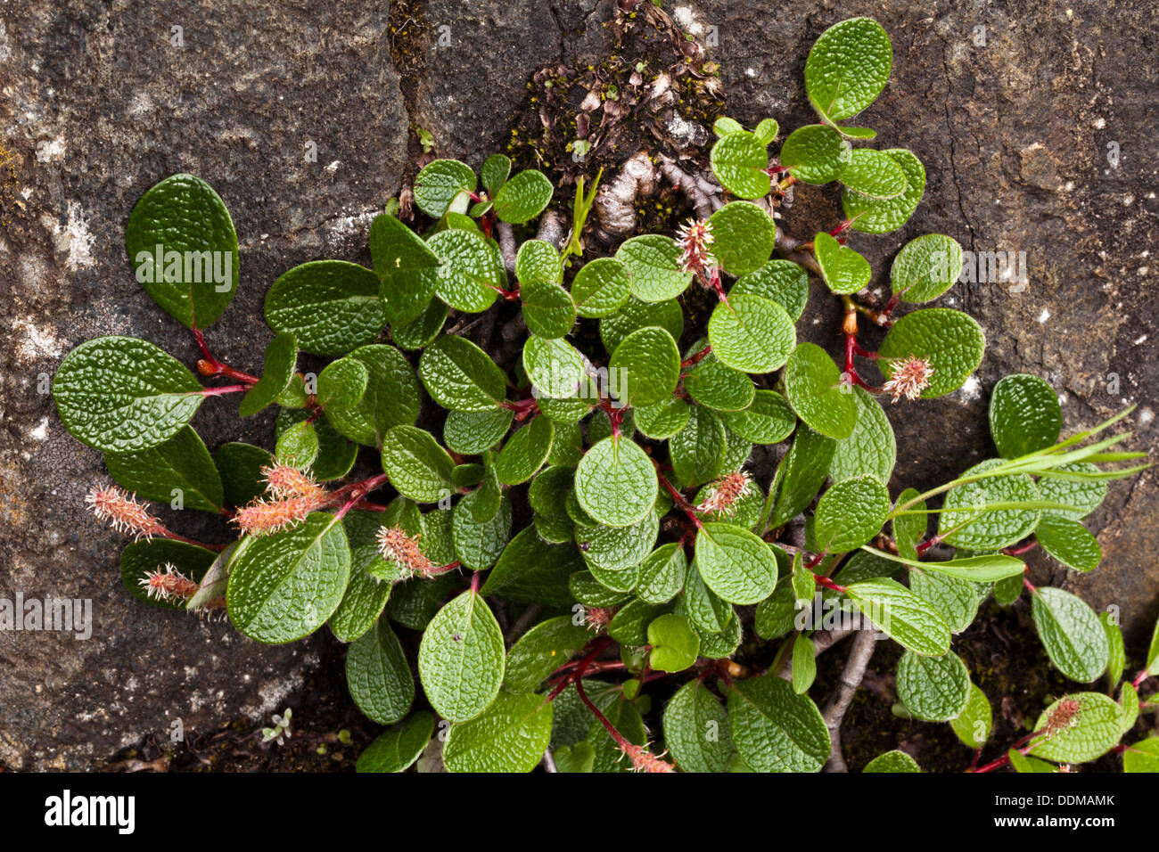 Net-leaved willow (Salix reticulata) leaves and flowers Stock Photo