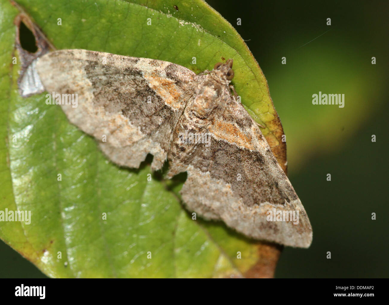 Darkbarred Twinspot Carpet Moth (Xanthorhoe ferrugata Stock Photo Alamy