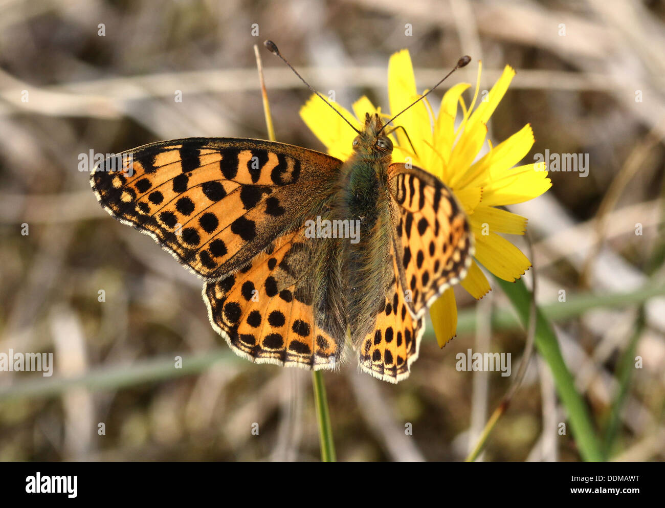 Close-up of a Queen of Spain Fritillary butterfly (Issoria lathonia) Stock Photo