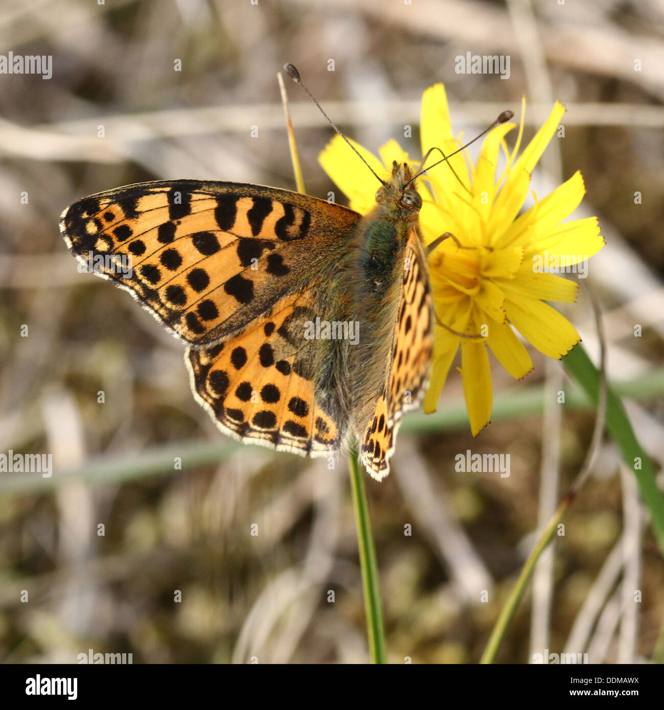 Close-up of a Queen of Spain Fritillary butterfly (Issoria lathonia) Stock Photo