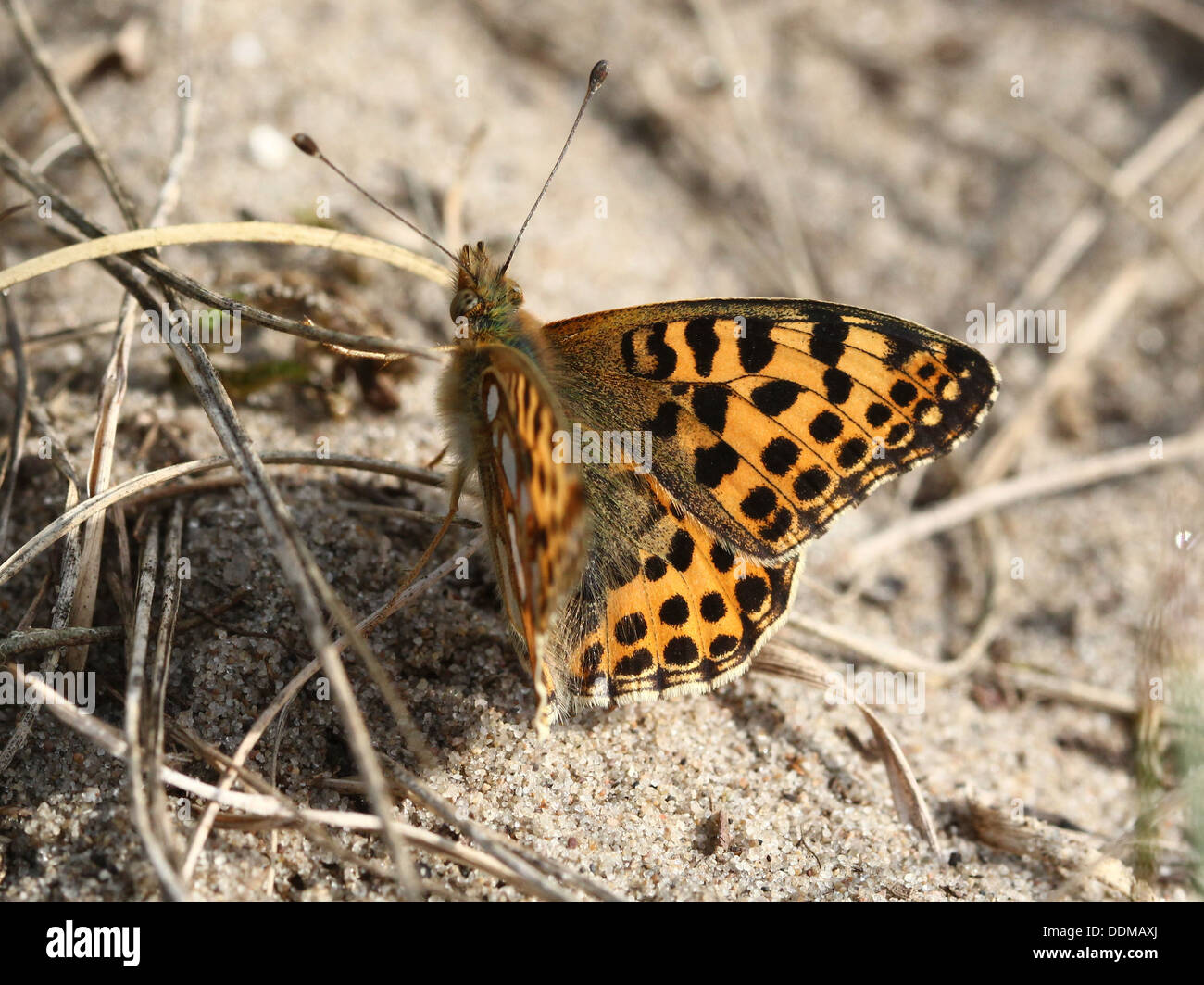 Close-up of a Queen of Spain Fritillary butterfly (Issoria lathonia) Stock Photo
