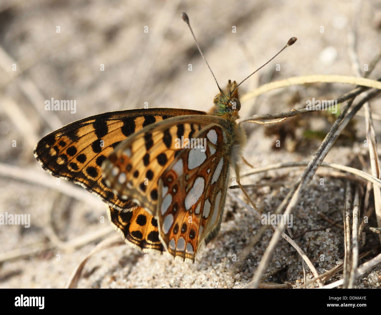 Close-up of a Queen of Spain Fritillary butterfly (Issoria lathonia) Stock Photo
