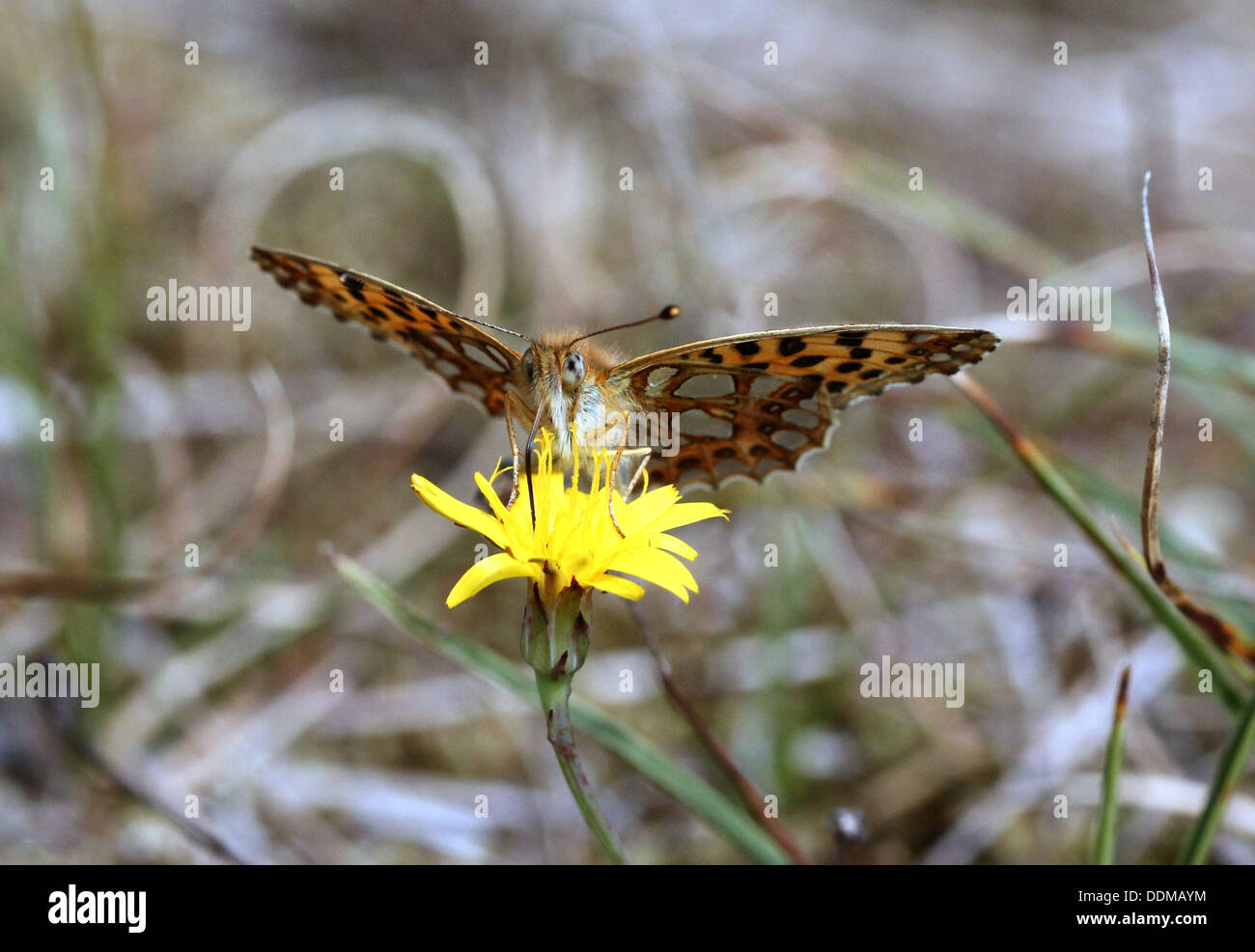 Close-up of a Queen of Spain Fritillary butterfly (Issoria lathonia) feeding on a flower, facing the camera Stock Photo