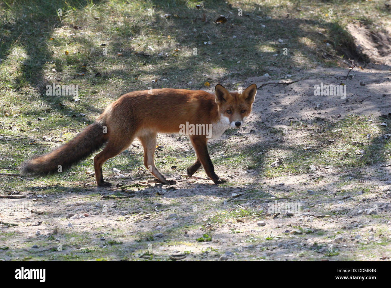 Red fox (vulpes vulpes)  on the prowl, hunting, looking for food Stock Photo