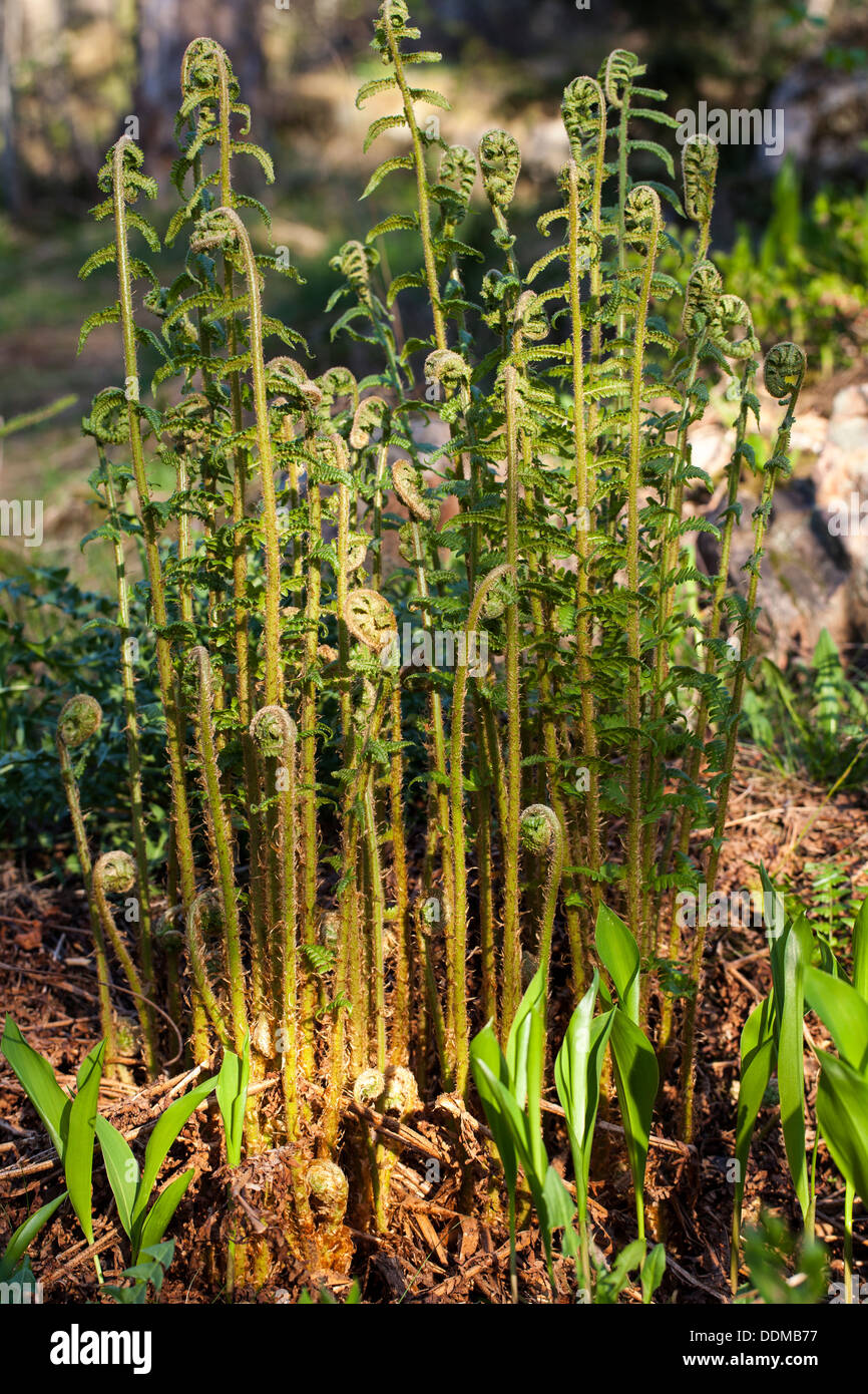 Male fern (Dryopteris filix-mas) young sprouts Stock Photo