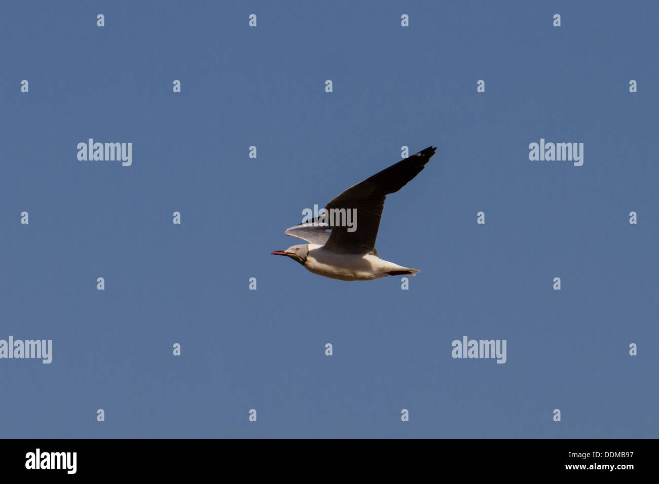 Grey-headed Gull (Chroicocephalus cirrocephalus) in flight Stock Photo