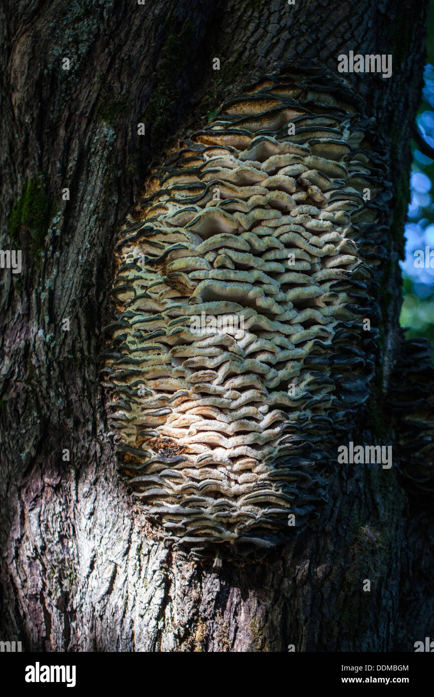 Parasitic fungus Northern tooth mushroom on a maple trunk (Climacodon septentrionalis) Stock Photo